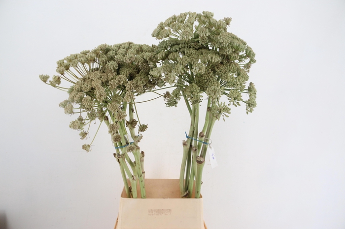 <h4>FOENICULUM VULGARE</h4>