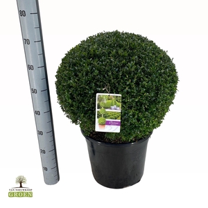 Buxus sempervirens Bol 50