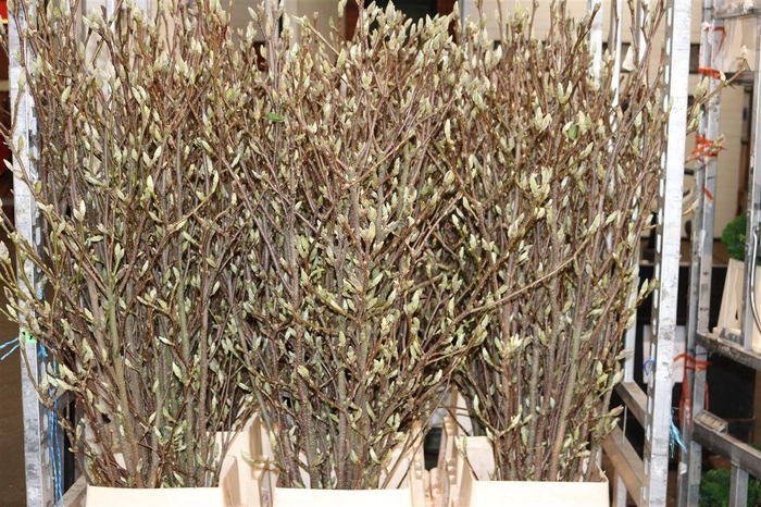 <h4>Magnolia Extra P Stem 2m</h4>