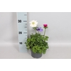 Anemone coronaria 13 cm Trio