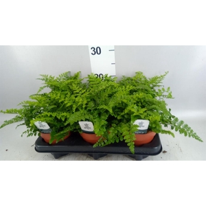 Asplenium  'Parvati'