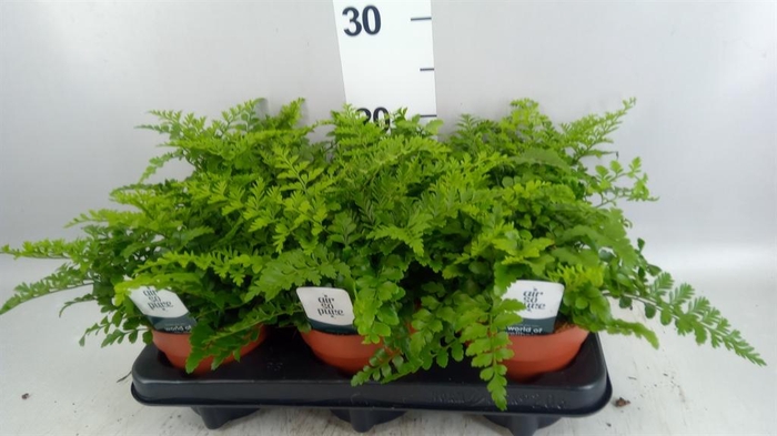 <h4>Asplenium  'Parvati'</h4>