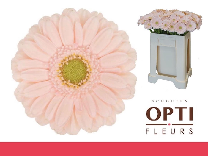 <h4>Germini Alix-Noor Water</h4>