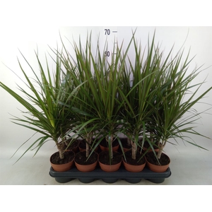 Dracaena marg.