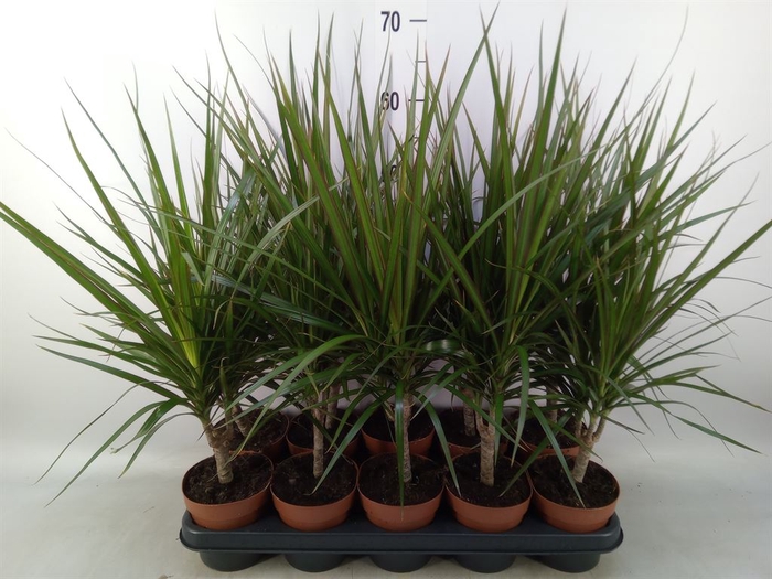 <h4>Dracaena marg.</h4>
