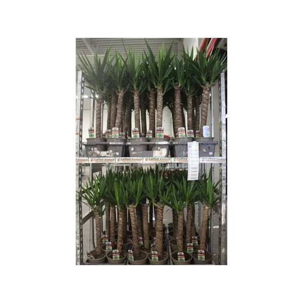 <h4>Yucca 60cm Stam Meerkop</h4>