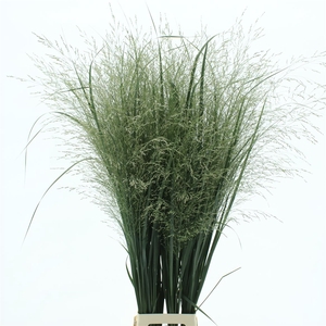 Panicum Northwind Extra