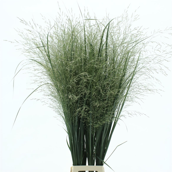 <h4>Panicum Northwind Extra</h4>