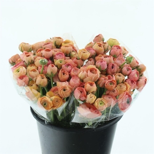 Ran El Sr Apricot Extra