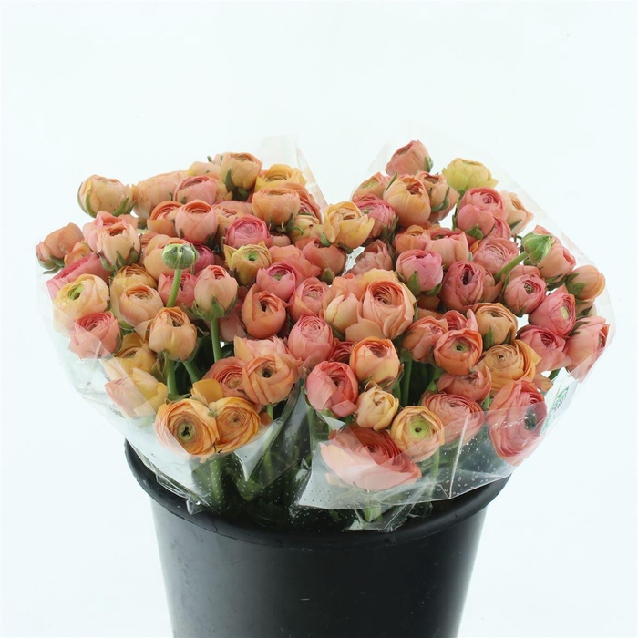 <h4>Ran El Sr Apricot Extra</h4>