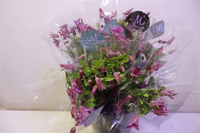 <h4>Clem Amazing Kyiv</h4>