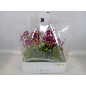 Phalaenopsis multi.   ...red