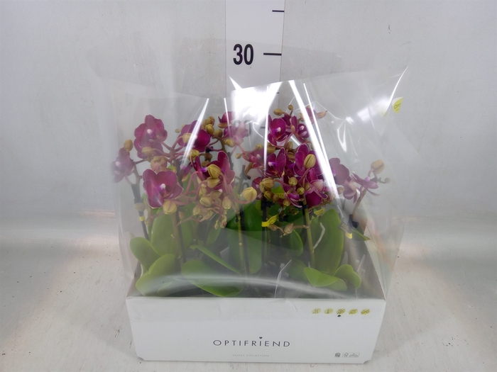 <h4>Phalaenopsis multi.   ...red</h4>