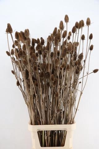 <h4>DROOGBL BEWERKT H%</h4>