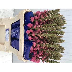 ANTIR POTO ROSE