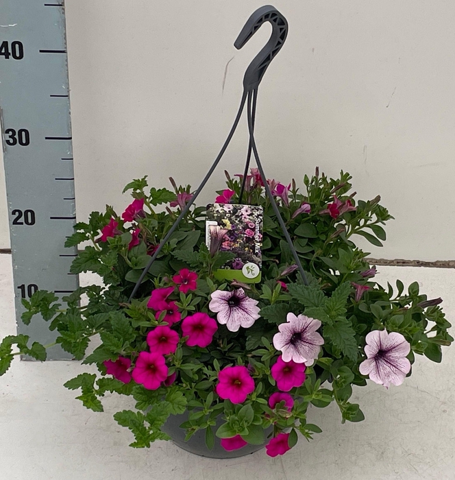 <h4>PERKPL GEM IN POT</h4>