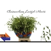 Chasmanthium latifolium 'Mantis'