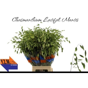 Chasmanthium Latifolium YZM Lev