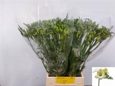 <h4>Fr En Ambassador 26gr</h4>