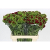 Dianthus Br Baron