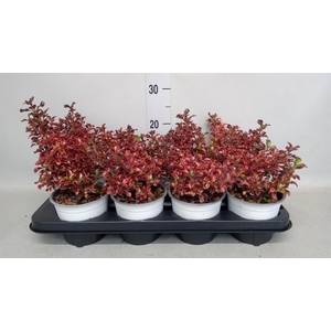 Coprosma repens