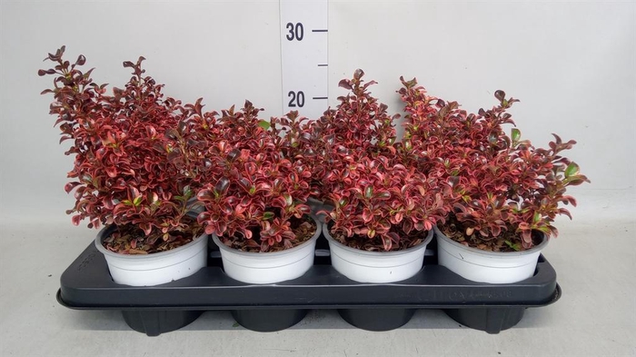 <h4>Coprosma repens</h4>