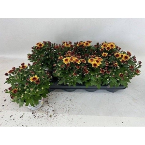 CHRYS GARDEN PODIUM RED /ORANJE BICO