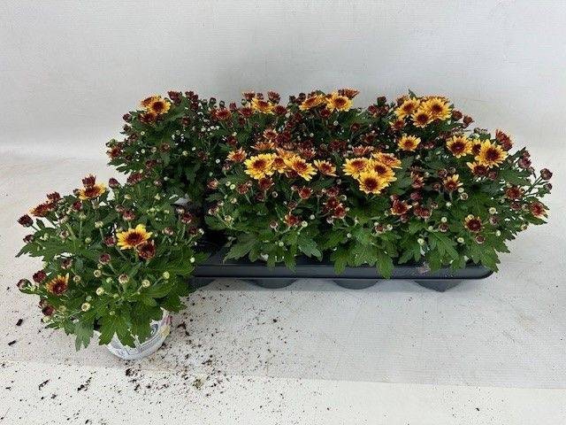 <h4>CHRYS GARDEN PODIUM RED /ORANJE BICO</h4>