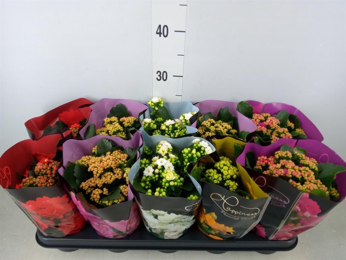 <h4>Kalanchoe blos. 'Perfecta'  ..mix 5</h4>