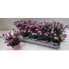 Dianthus Pink Kisses