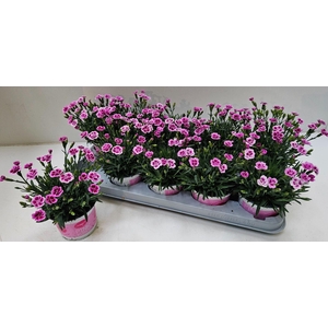 Dianthus Pink Kisses