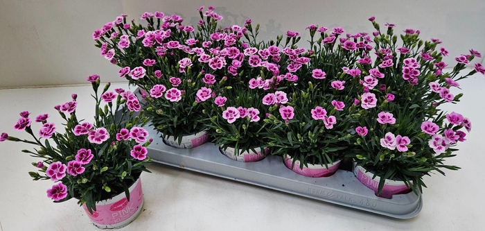 <h4>Dianthus Pink Kisses</h4>