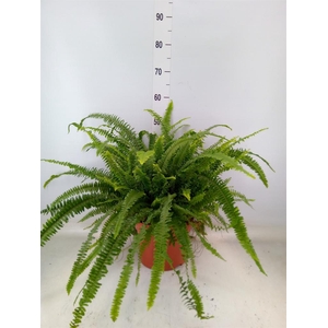 Nephrolepis exal. 'Green Lady'