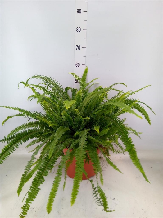 <h4>Nephrolepis exal. 'Green Lady'</h4>