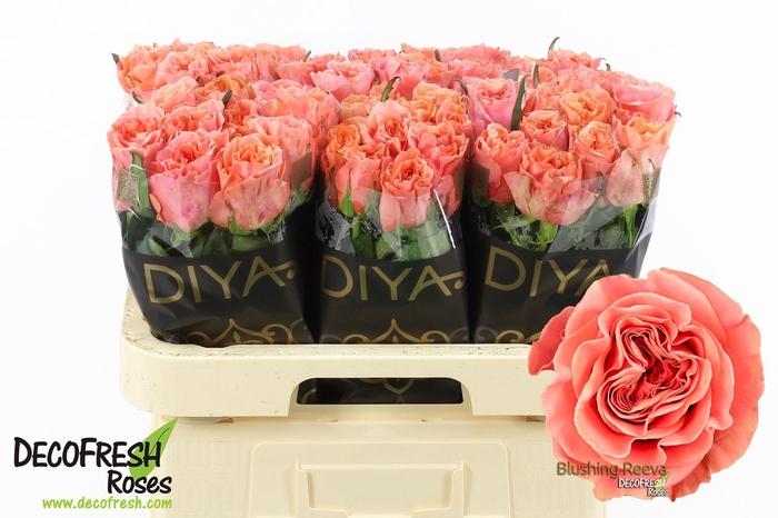 <h4>R Gr Blushing Reeva</h4>