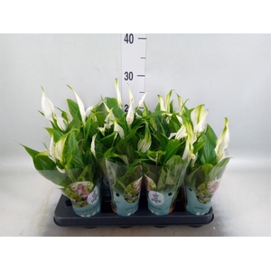 Spathiphyllum  'Pearl Cupido'