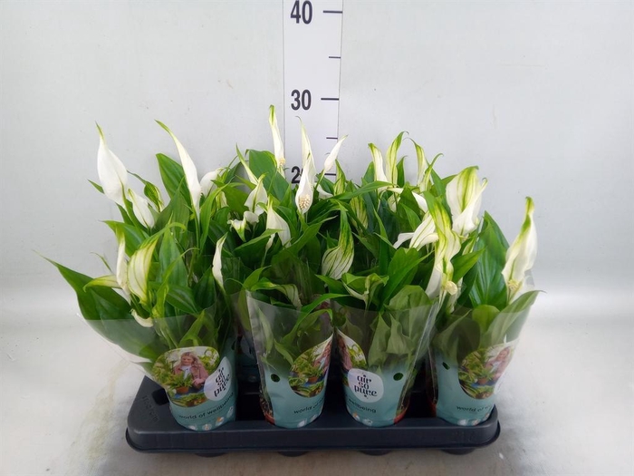 <h4>Spathiphyllum  'Pearl Cupido'</h4>
