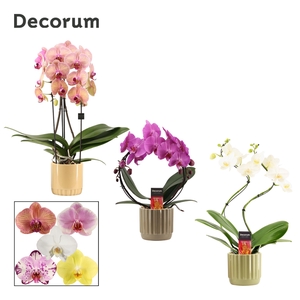 Phalaenopsis vormen mix 2 tak in Liam (Nature world-collection)