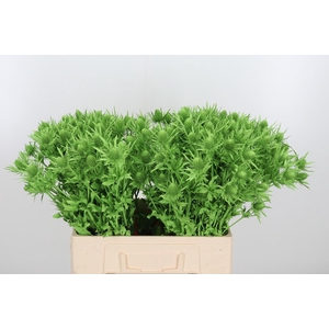 Eryn Orion Kl Bh Appel Groen