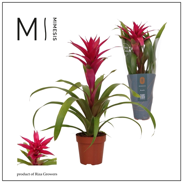 <h4>Mimesis Guzmania Voila - 12 cm</h4>