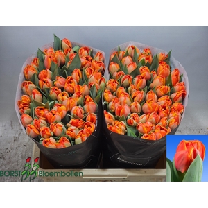 TU DU QUEENSDAY