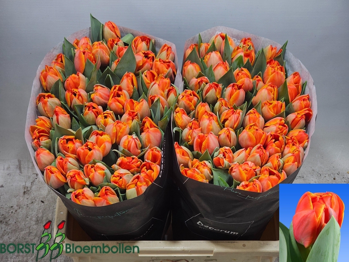 <h4>TU DU QUEENSDAY</h4>