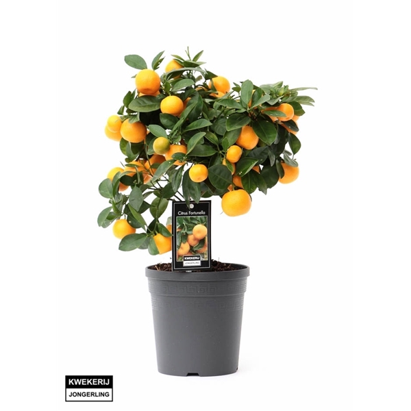 Citrus Calamondin