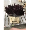 Quercus Rubra sleeve L60 Cerise h%*