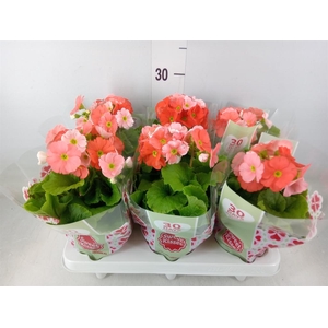 Primula obcon. 'Touch Me Dk Orange'