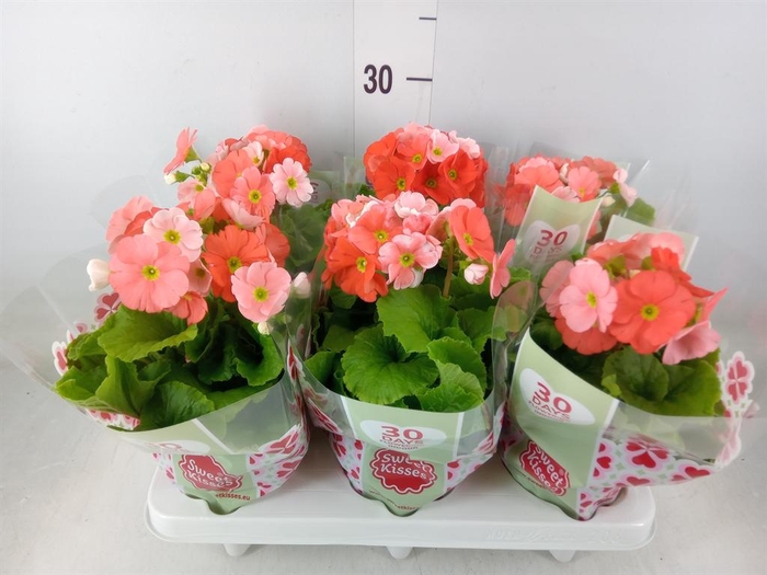 <h4>Primula obcon. 'Touch Me Dk Orange'</h4>