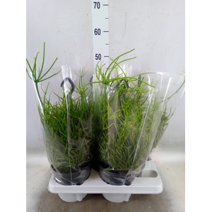 Rhipsalis pulchra