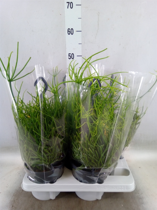 <h4>Rhipsalis pulchra</h4>