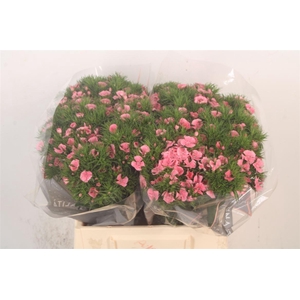 Di Barb Breanthus Tsaar Pink