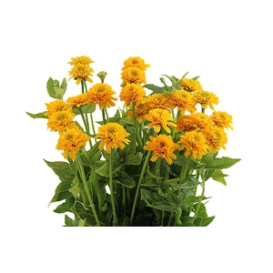 Heliopsis Gold